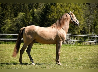 PRE, Hengst, 7 Jaar, 156 cm, Pearl
