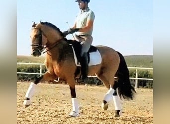PRE, Hengst, 7 Jaar, 158 cm, Buckskin