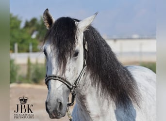 PRE Mix, Hengst, 7 Jaar, 158 cm, Schimmel