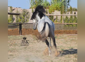 PRE Mix, Hengst, 7 Jaar, 158 cm, Schimmel