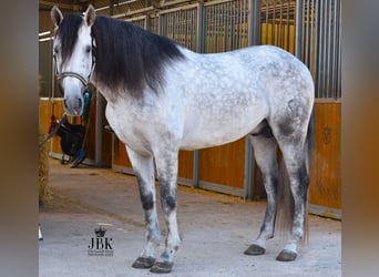 PRE Mix, Hengst, 7 Jaar, 158 cm, Schimmel