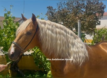 PRE Mix, Hengst, 7 Jaar, 159 cm, Palomino