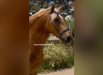 PRE Mix, Hengst, 7 Jaar, 159 cm, Palomino