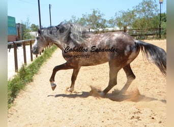 PRE, Hengst, 7 Jaar, 159 cm, Schimmel