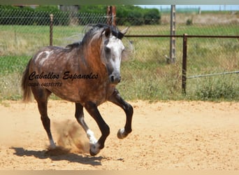 PRE, Hengst, 7 Jaar, 159 cm, Schimmel