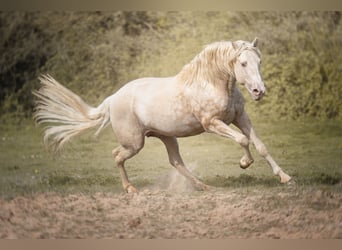 PRE, Hengst, 7 Jaar, 160 cm, Cremello