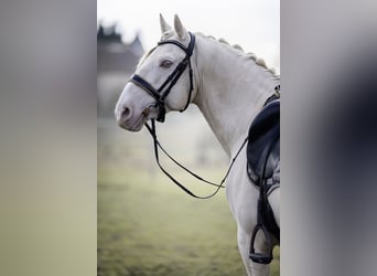 PRE, Hengst, 7 Jaar, 160 cm, Cremello