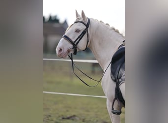 PRE Mix, Hengst, 7 Jaar, 160 cm, Cremello