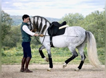 PRE Mix, Hengst, 7 Jaar, 160 cm, Schimmel