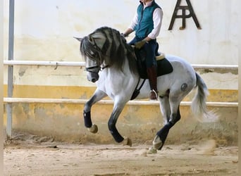 PRE Mix, Hengst, 7 Jaar, 160 cm, Schimmel