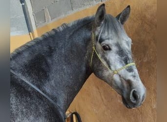 PRE Mix, Hengst, 7 Jaar, 160 cm, Schimmel