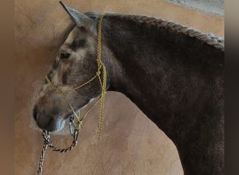 PRE Mix, Hengst, 7 Jaar, 160 cm, Schimmel