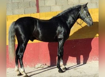 PRE Mix, Hengst, 7 Jaar, 160 cm, Schimmel