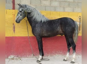 PRE Mix, Hengst, 7 Jaar, 160 cm, Schimmel