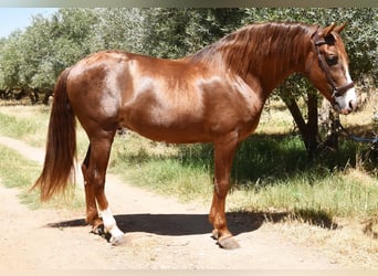 PRE, Hengst, 7 Jaar, 161 cm, Vos