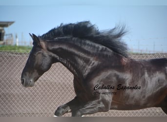 PRE Mix, Hengst, 7 Jaar, 161 cm, Zwart