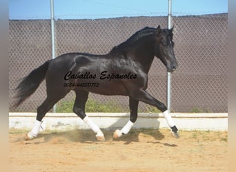 PRE Mix, Hengst, 7 Jaar, 161 cm, Zwart