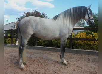 PRE Mix, Hengst, 7 Jaar, 162 cm, Schimmel