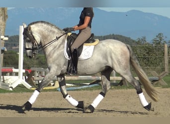 PRE Mix, Hengst, 7 Jaar, 162 cm, Schimmel