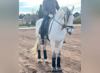 PRE Mix, Hengst, 7 Jaar, 163 cm, Appelschimmel