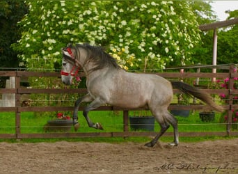 PRE Mix, Hengst, 7 Jaar, 163 cm, Brown Falb schimmel