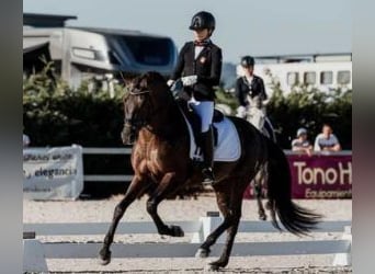 PRE Mix, Hengst, 7 Jaar, 163 cm, Roodbruin