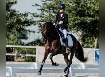 PRE Mix, Hengst, 7 Jaar, 163 cm, Roodbruin