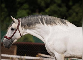 PRE Mix, Hengst, 7 Jaar, 163 cm, Schimmel