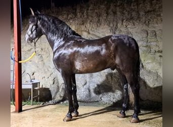 PRE Mix, Hengst, 7 Jaar, 163 cm, Schimmel