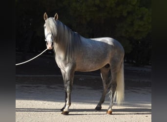 PRE Mix, Hengst, 7 Jaar, 163 cm, Schimmel