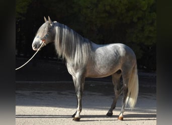 PRE Mix, Hengst, 7 Jaar, 163 cm, Schimmel