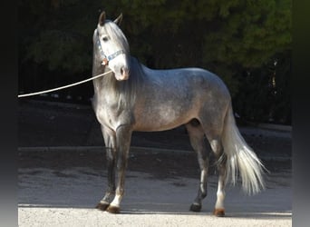 PRE Mix, Hengst, 7 Jaar, 163 cm, Schimmel