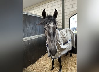 PRE, Hengst, 7 Jaar, 163 cm, Schimmel