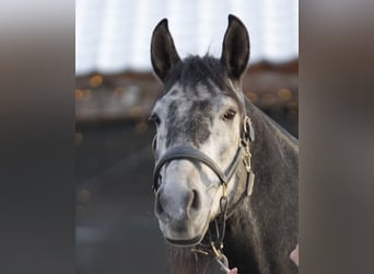 PRE, Hengst, 7 Jaar, 163 cm, Schimmel