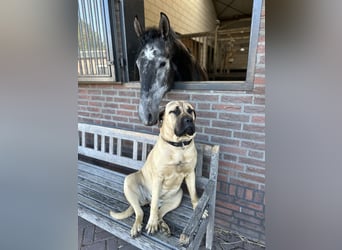 PRE, Hengst, 7 Jaar, 163 cm, Schimmel