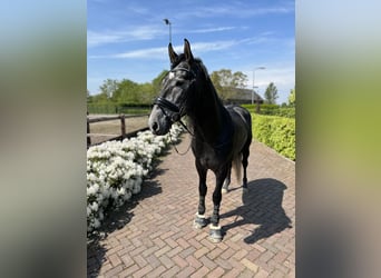 PRE, Hengst, 7 Jaar, 163 cm, Schimmel