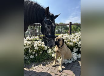 PRE, Hengst, 7 Jaar, 163 cm, Schimmel