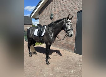 PRE, Hengst, 7 Jaar, 163 cm, Schimmel