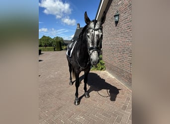 PRE, Hengst, 7 Jaar, 163 cm, Schimmel