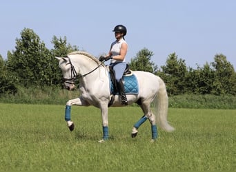 PRE Mix, Hengst, 7 Jaar, 163 cm, Wit