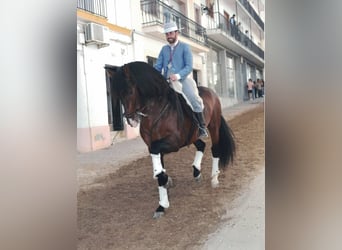 PRE, Hengst, 7 Jaar, 164 cm, Bruin