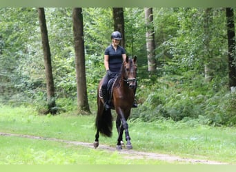 PRE Mix, Hengst, 7 Jaar, 164 cm, Bruin