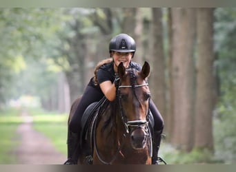 PRE Mix, Hengst, 7 Jaar, 164 cm, Bruin