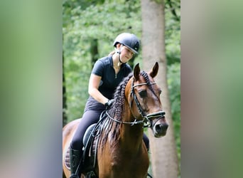 PRE Mix, Hengst, 7 Jaar, 164 cm, Bruin