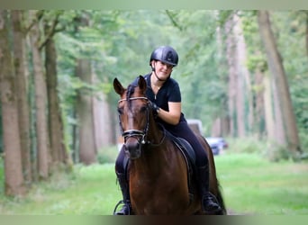 PRE Mix, Hengst, 7 Jaar, 164 cm, Bruin