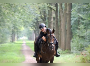 PRE Mix, Hengst, 7 Jaar, 164 cm, Bruin