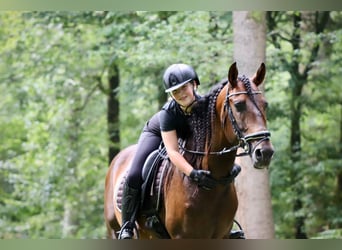 PRE Mix, Hengst, 7 Jaar, 164 cm, Bruin