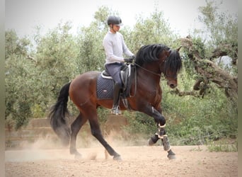 PRE Mix, Hengst, 7 Jaar, 164 cm, Bruin
