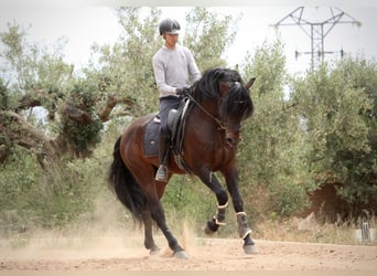 PRE Mix, Hengst, 7 Jaar, 164 cm, Bruin