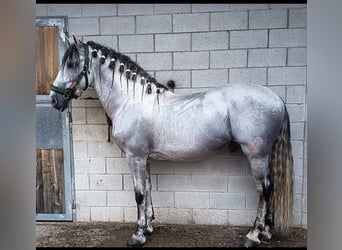 PRE Mix, Hengst, 7 Jaar, 164 cm, Schimmel